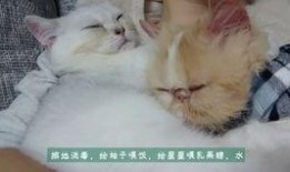 加菲最新爆料新闻,揭秘娱乐圈惊人内幕